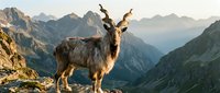 Wild mountain goat standing on rocky cliff overlooking dramatic alpine valley landscape at golden hour sunrise with misty peaks in background.
