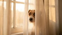 Curious Jack Russell Terrier peeking from behind sheer curtains near a window with warm golden light, capturing a playful and adorable pet moment at home.