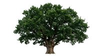 Large oak tree with dense green foliage isolated on white background for nature design projects and environmental concepts.
