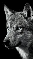 Dramatic black and white wolf portrait with piercing blue eyes against dark background for wildlife photography and nature art projects.