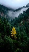Lone yellow autumn tree standing out among green pine forest in misty mountain valley, creating striking natural contrast in foggy wilderness.