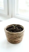 Young seedling sprouting in biodegradable pot filled with soil, positioned on white surface near bright window. Suitable for gardening, sustainability and eco-friendly design projects.