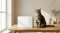 Tabby cat sitting on wooden table next to white box in bright modern interior with natural light from window. Pet product mockup scene.
