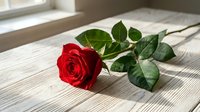 Single red rose with green leaves lying on wooden surface near window with natural sunlight creating shadows for romantic occasions and love expressions.