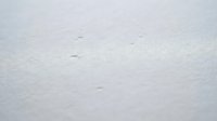 Minimalist winter landscape with fresh snow surface and subtle animal tracks creating a serene, peaceful natural background for design projects.