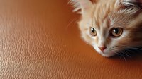 Curious ginger cat with bright amber eyes peeking from corner on brown leather background, creating minimalist composition with negative space for text placement.