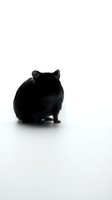 Black cat sitting on white background, rear view showing fluffy fur and pointed ears, minimalist studio portrait for pet care and animal content.