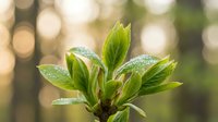 Fresh green plant leaves with morning dew drops in soft natural light, new growth sprouting from branch against blurred bokeh background for spring concepts.