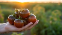 Fresh ripe tomatoes held in cupped hands during golden hour sunset in organic garden field. Harvest season concept for healthy eating and agriculture.