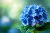 Vibrant blue hydrangea flower head with delicate petals against soft green bokeh background, macro photography showcasing intricate floral details and natural lighting.