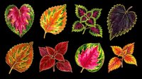 Colorful coleus leaves clipart set isolated on transparent background, ready for stickers, t-shirt design, print on demand, and sublimation projects.