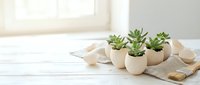 Small succulent plants in beige ceramic pots arranged on white wooden surface with natural lighting for home decor and gardening concepts.