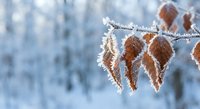 Frost-covered autumn leaves hanging on branch in winter forest with hoarfrost crystals creating magical seasonal nature scene for cold weather concepts.