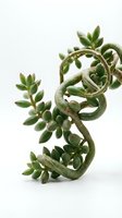 Twisted succulent plant with thick fleshy leaves and curved stems isolated on white background, suitable for botanical design, gardening content, and nature-themed projects.