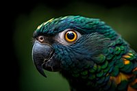 Close up portrait of green and blue feathered parrot head with bright orange eye against dark background, showing detailed plumage texture and curved beak.