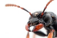 Extreme macro shot of black and red beetle head with antennae on white background, showing detailed insect anatomy and compound eyes in sharp focus.