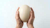 Female hands holding large white egg against neutral background, isolated on white for design and commercial use applications.