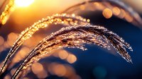 Delicate grass plumes covered in morning dew drops glow in golden sunrise light against dark blue background, creating dreamy natural bokeh effect.