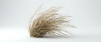 Dried ornamental grass with delicate, wispy strands flowing to the right, isolated on white background for design and decorative projects.