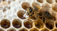 Honeybee worker collecting nectar from hexagonal wax honeycomb cells in beehive. Close-up macro photography showing apiculture and natural honey production process.