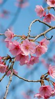 Pink cherry blossoms blooming on tree branches against bright blue sky background. Spring flowering season nature scene for seasonal decorations.