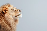 Majestic male lion with flowing mane in profile view against light background, looking upward with proud expression and noble bearing. Powerful wildlife portrait.