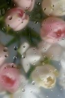 Raindrops on glass create dreamy bokeh effect over soft pink and white flowers, creating romantic mood for greeting cards and emotional designs.