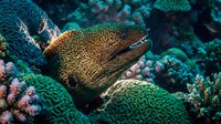 Giant moray eel hiding among vibrant coral reef formations in tropical underwater marine ecosystem for diving and snorkeling adventures.