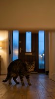 Tabby cat walking through modern hallway with blue illuminated glass doors at dusk, warm interior lighting creating contrast with evening twilight outside.
