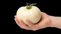 White heirloom tomato held in a human hand, isolated on transparent background. Ready for stickers, print on demand, T-shirt design, and clipart use.