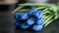Fresh blue tulips with green stems lying on dark surface, soft focus floral composition creates romantic spring mood for greeting cards and celebrations.