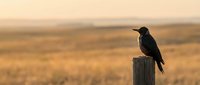 Black bird perched on wooden fence post in golden prairie landscape at sunset with warm light and blurred grassland background for nature photography.