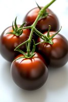Fresh dark purple cherry tomatoes on vine against white background, macro shot showing detailed stems and natural glossy surface for food photography and marketing.