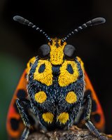 Macro shot of a yellow and black spotted beetle with prominent compound eyes and segmented antennae, isolated on blurred background, suitable for nature, wildlife, and educational design projects.