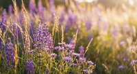 Purple lavender flowers blooming in golden sunset light creating dreamy natural background for aromatherapy wellness spa and organic skincare products.