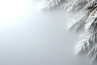 Delicate white frost crystals on evergreen branch against soft gray winter background, creating minimalist seasonal corner composition for holiday designs.