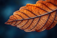 Autumn leaf with intricate vein patterns and warm orange colors against dark blue background. Natural botanical detail for seasonal design projects.