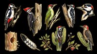 Woodpecker bird collection isolated on transparent background, featuring multiple species with trees and nature elements, ready for clipart, stickers, and print on demand.