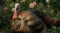 Wild turkey male with iridescent plumage displaying characteristic features against blurred floral background. Suitable for wildlife, nature, and educational content.