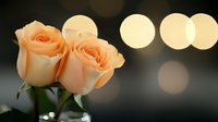 Delicate peach roses against dark background with soft bokeh lights creating romantic atmosphere, fresh blooming flowers in gentle evening illumination.