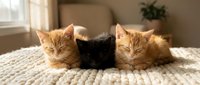 Three adorable kittens lying together on cozy knitted blanket in warm sunlit room. Orange tabby and black cats resting peacefully for pet care content.