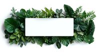 Tropical green leaves frame white rectangular banner on white background. Monstera and fern foliage border creates natural layout for text placement.