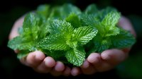 Fresh green mint leaves cupped in gentle hands against dark background, aromatic herbs concept for culinary, wellness and natural medicine themes.