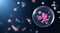 Pink bacterial colony growing in petri dish against dark blue background with blurred microorganisms in background, used for scientific research and medical studies.