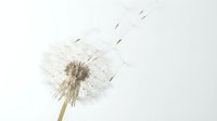 Mature dandelion seedhead with dispersing seeds floating against white background, isolated botanical element for design projects.