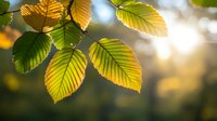Sunlit beech leaves glowing with vibrant yellow and green colors against blurred bokeh background, showcasing natural autumn transformation and seasonal change.