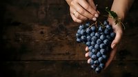 Fresh blue grapes held in hands over rustic wooden surface. Harvest scene with ripe fruit ready for wine production, cooking, or healthy eating purposes.