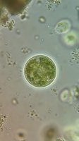 Microscopic view of green algae cells and microorganisms in water sample showing cellular structures and organic matter for scientific research and education.