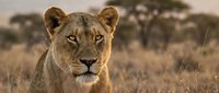 Young lioness portrait in golden savanna grassland with acacia trees in soft evening light showcasing African wildlife and natural habitat for conservation themes.