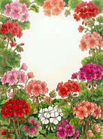Colorful geranium flowers frame border with green leaves on white background for greeting cards, invitations and floral design projects.